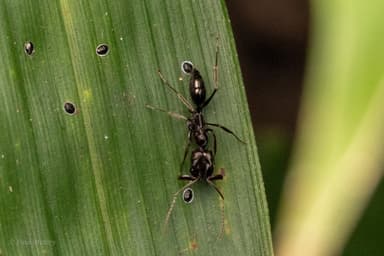 Odontomachus simillimus photo 56