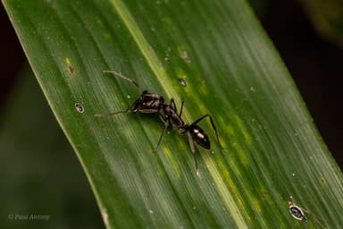 Odontomachus simillimus photo 57