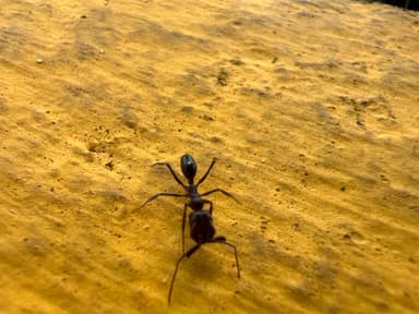 Odontomachus simillimus photo 60