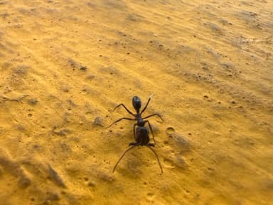 Odontomachus simillimus photo 61