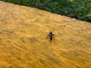 Odontomachus simillimus photo 62