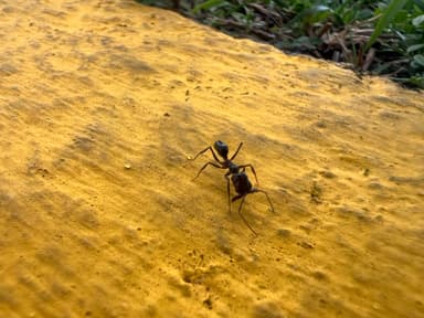 Odontomachus simillimus photo 63
