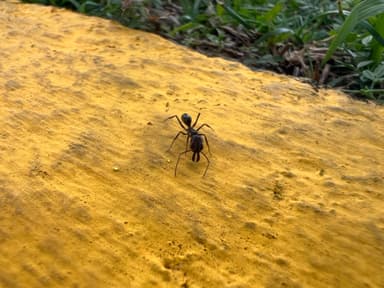Odontomachus simillimus photo 64