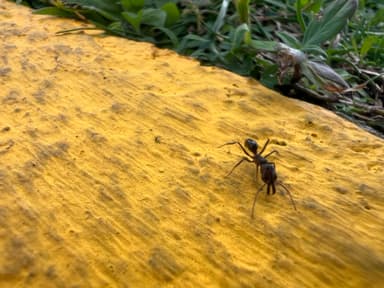 Odontomachus simillimus photo 65