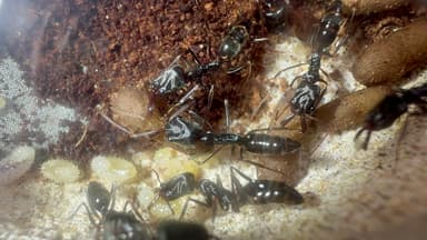 Odontomachus simillimus photo 66