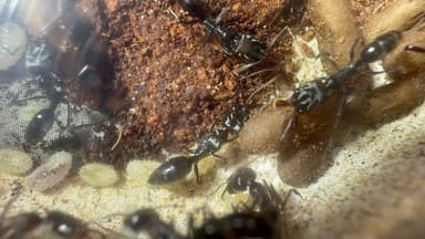 Odontomachus simillimus photo 67
