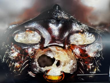 Odontomachus simillimus photo 68