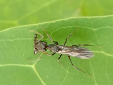 Odontomachus simillimus photo 69