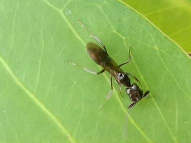 Odontomachus simillimus photo 70