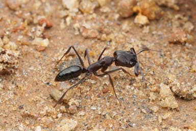 Odontomachus simillimus photo 72