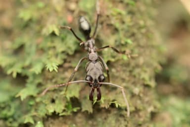 Odontomachus simillimus photo 73