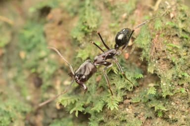 Odontomachus simillimus photo 74