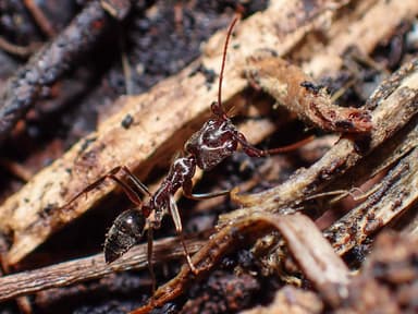 Odontomachus simillimus photo 75