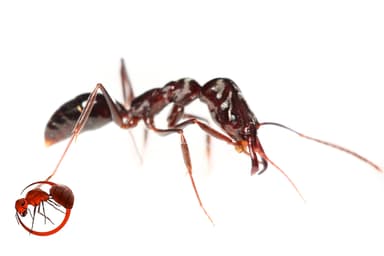 Odontomachus simillimus photo 76