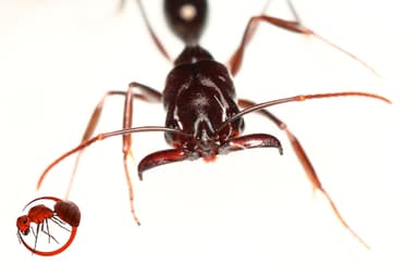 Odontomachus simillimus photo 77