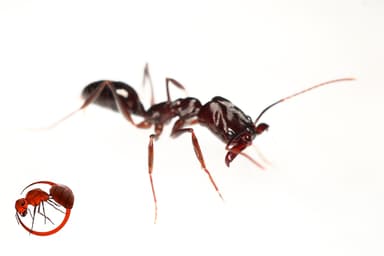 Odontomachus simillimus photo 78