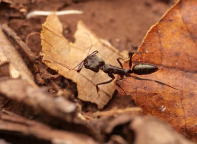 Odontomachus simillimus photo 79
