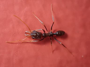 Odontomachus simillimus photo 80