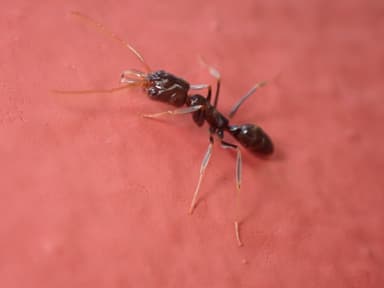 Odontomachus simillimus photo 81