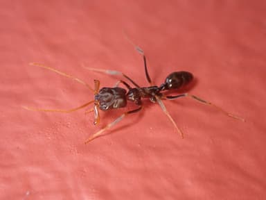 Odontomachus simillimus photo 82