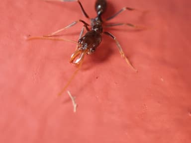 Odontomachus simillimus photo 83