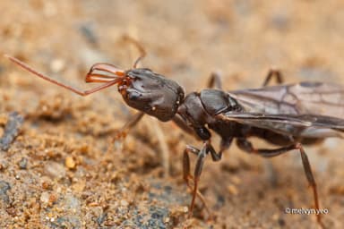 Odontomachus simillimus photo 84