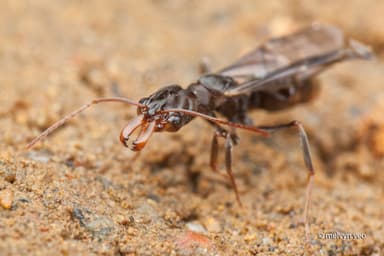 Odontomachus simillimus photo 85