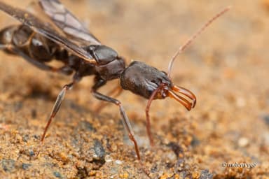 Odontomachus simillimus photo 86