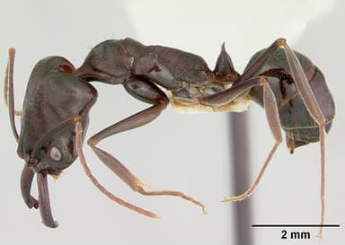 Odontomachus simillimus — queen photo 3
