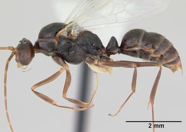 Odontomachus simillimus — queen photo 5