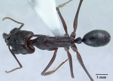 Odontomachus simillimus — queen photo 6