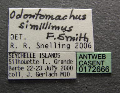 Odontomachus simillimus photo 13
