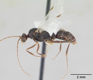 Odontomachus simillimus — queen photo 16