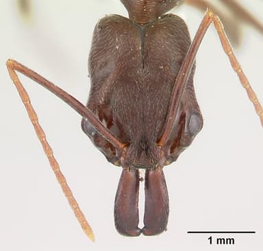 Odontomachus simillimus — queen photo 18
