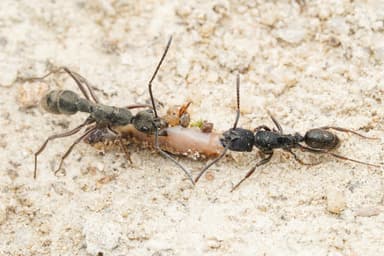 Odontoponera denticulata photo 7