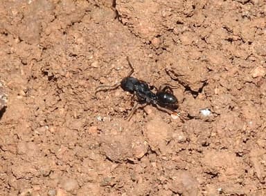 Odontoponera denticulata photo 35