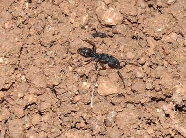Odontoponera denticulata photo 36