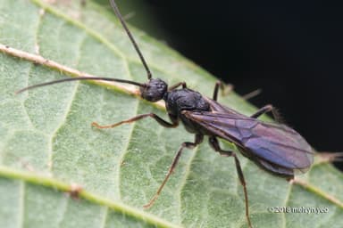 Odontoponera denticulata photo 43