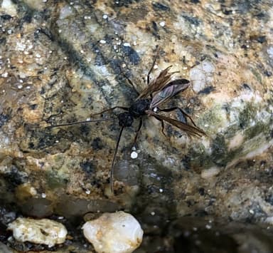 Odontoponera denticulata — queen photo 48