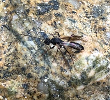 Odontoponera denticulata — queen photo 50