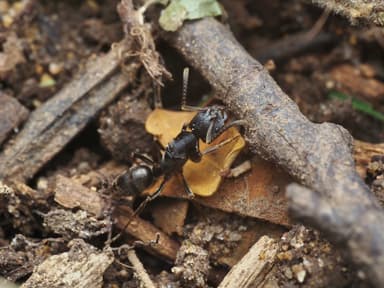 Odontoponera denticulata photo 67