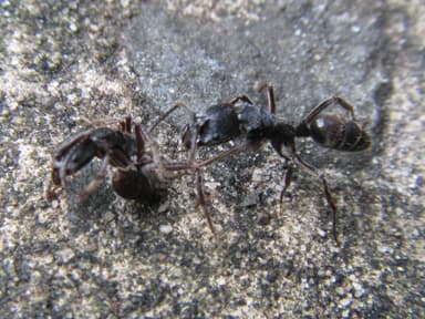 Odontoponera denticulata photo 73
