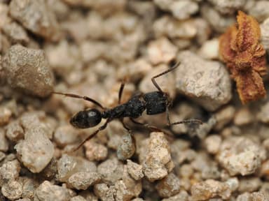 Odontoponera denticulata photo 87