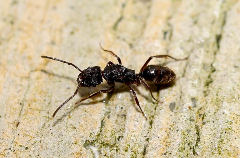 Odontoponera transversa photo 1