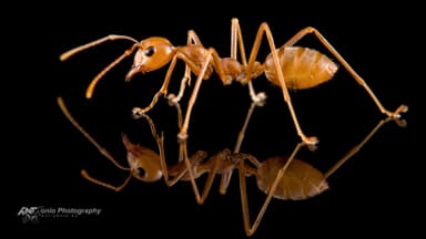 Oecophylla longinoda — worker photo 4