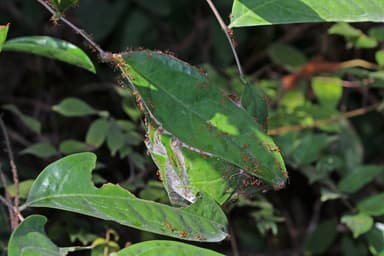 Oecophylla longinoda — colony photo 27