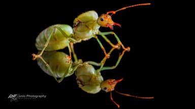 Oecophylla smaragdina — queen photo 4