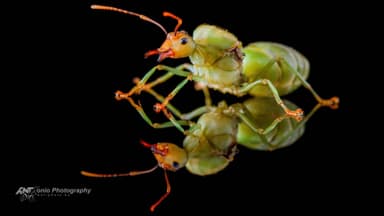 Oecophylla smaragdina — queen photo 5