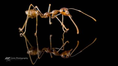 Oecophylla smaragdina — worker photo 8