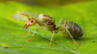 Oecophylla smaragdina — queen photo 17